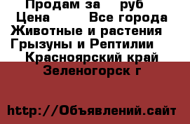 Продам за 50 руб. › Цена ­ 50 - Все города Животные и растения » Грызуны и Рептилии   . Красноярский край,Зеленогорск г.